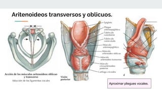 Aritenoideos transversos y oblicuos.
Aproximar pliegues vocales.
 