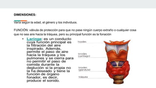 DIMENSIONES:
Varía según la edad, el género y los individuos.
FUNCIÓN: válvula de protección para que no pase ningún cuerpo extraño o cualquier cosa
que no sea aire hacia la tráquea, pero su principal función es la fonación
 