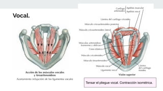 Vocal.
Tensar el pliegue vocal. Contracción isométrica.
 