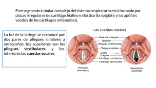La luz de la laringe se reconoce por
dos pares de pliegues similares a
entrepaños; los superiores son los
pliegues vestibulares y los
inferiores las cuerdas vocales.
Este segmento tubular complejo del sistema respiratorio está formado por
placas irregulares de cartílago hialino y elástico (la epiglotis y las apóﬁsis
vocales de los cartílagos aritenoides).
 