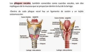 Los pliegues vocales, también conocidos como cuerdas vocales, son dos
repliegues de la mucosa que se proyectan dentro la luz de la laringe.
-Dentro de cada pliegue vocal hay un ligamento de sostén y un tejido
osteomuscular.
 
