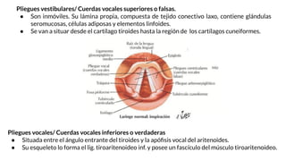 Pliegues vestibulares/ Cuerdas vocales superiores o falsas.
● Son inmóviles. Su lámina propia, compuesta de tejido conectivo laxo, contiene glándulas
seromucosas, células adiposas y elementos linfoides.
● Se van a situar desde el cartílago tiroides hasta la región de los cartílagos cuneiformes.
Pliegues vocales/ Cuerdas vocales inferiores o verdaderas
● Situada entre el ángulo entrante del tiroides y la apóﬁsis vocal del aritenoides.
● Su esqueleto lo forma el lig. tiroaritenoideo inf. y posee un fascículo del músculo tiroaritenoideo.
 