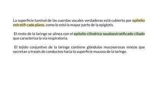 La superﬁcie luminal de las cuerdas vocales verdaderas está cubierta por epitelio
estratiﬁ cado plano, como lo está la mayor parte de la epiglotis.
El resto de la laringe se alinea con el epitelio cilíndrico seudoestratiﬁcado ciliado
que caracteriza la vía respiratoria.
El tejido conjuntivo de la laringe contiene glándulas mucoserosas mixtas que
secretan a través de conductos hacia la superﬁcie mucosa de la laringe.
 