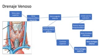 Vena cava
superior Vena
braquiocefálica
izquierda
Vena yugular
interna
Unión son la
subclavia
Tronco venoso
braquiocefálico
Vena tiroideas
inferiores
Vena laríngea
inferior
Tronco venoso
tirolinguofarin
gofacia
Carótida
superior
Vena laríngea
superior
Drenaje Venoso
 
