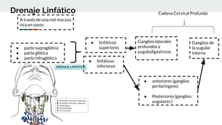 Drenaje Linfático
A través de una red mucosa
rica en vasos
● parte supraglótica
● parte glótica
● parte infraglótica
● linfáticos
superiores
Ganglios laterales
profundos y
yugulodigástricos
Ganglios de
la yugular
interna
● anteriores (ganglios
perilaringeos)
● Posteriores (ganglios
yugulares )
● linfáticos
inferiores
Cadena Cervical Profunda
 
