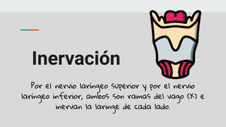 Inervación
Por el nervio laríngeo superior y por el nervio
laríngeo inferior, ambos son ramas del vago (X) e
inervan la laringe de cada lado.
 