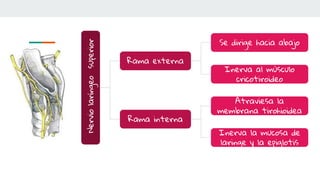 Nervio
laríngeo
superior
Rama externa
Rama interna
Se dirige hacia abajo
Inerva al mùsculo
cricotiroideo
Atraviesa la
membrana tirohioidea
Inerva la mucosa de
laringe y la epiglotis
 