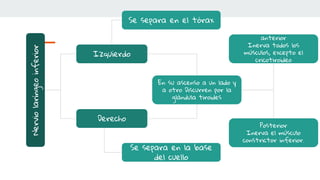 Nervio
laríngeo
inferior
Izquierdo
Derecho
Se separa en el tórax
En su ascenso a un lado y
a otro Discurren por la
glàndula tiroides
Se separa en la base
del cuello
anterior
Inerva todos los
músculos, excepto el
cricotiroideo
Posterior
Inerva el músculo
constrictor inferior.
 