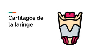 Cartílagos de
la laringe
 