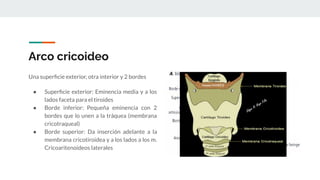 Arco cricoideo
Una superﬁcie exterior, otra interior y 2 bordes
● Superﬁcie exterior: Eminencia media y a los
lados faceta para el tiroides
● Borde inferior: Pequeña eminencia con 2
bordes que lo unen a la tráquea (membrana
cricotraqueal)
● Borde superior: Da inserción adelante a la
membrana cricotiroidea y a los lados a los m.
Cricoaritenoideos laterales
 