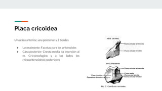 Placa cricoidea
Una cara anterior, una posterior y 2 bordes
● Lateralmente: Facetas para los aritenoides
● Cara posterior: Cresta media da inserción al
m. Cricoesofagico y a los lados los
cricoaritenoideos posteriores
 