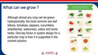 What can we grow ?
13
Although almost any crop can be grown
hydroponically, the most common are leaf
lettuce, tomatoes, peppers, cucumbers,
strawberries, watercress, celery and some
herbs. One key factor in system design for a
particular crop is how it is supported in the
nutrient solution.
 