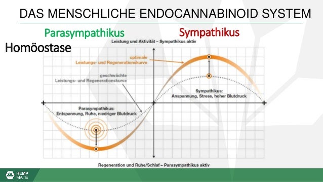 Eigene Hemp Mate Prasentation