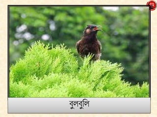 Eight bangla class_1 | PPTX