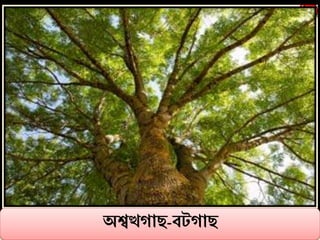 Eight bangla class_1 | PPTX