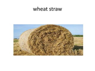 wheat straw
 