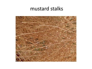 mustard stalks
 