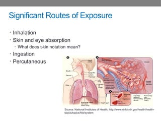 Significant Routes of Exposure
• Inhalation
• Skin and eye absorption
• What does skin notation mean?
• Ingestion
• Percutaneous
Source: National Institutes of Health, http://www.nhlbi.nih.gov/health/health-
topics/topics/hlw/system
 
