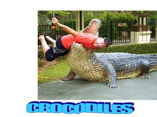 CROCODILES 