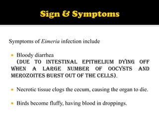 Symptoms of Eimeria infection include
Bloody diarrhea
(due to intestinal epithelium dying off
when a large number of oocysts and
merozoites burst out of the cells).




Necrotic tissue clogs the cecum, causing the organ to die.



Birds become fluffy, having blood in droppings.

 