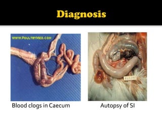 Blood clogs in Caecum

Autopsy of SI

 