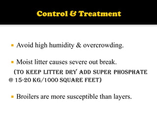 

Avoid high humidity & overcrowding.



Moist litter causes severe out break.

(To keep litter dry add super phosphate
@ 15-20 kg/1000 square feet)


Broilers are more susceptible than layers.

 