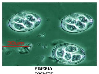 Eimeria

 