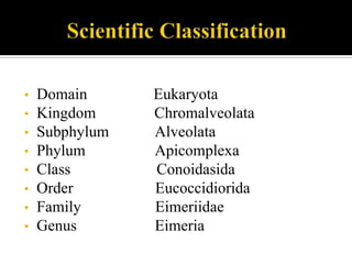 •
•
•

•
•
•

•
•

Domain
Kingdom
Subphylum
Phylum
Class
Order
Family
Genus

Eukaryota
Chromalveolata
Alveolata
Apicomplexa
Conoidasida
Eucoccidiorida
Eimeriidae
Eimeria

 