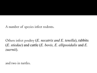 A number of species infect rodents.

Others infect poultry (E. necatrix and E. tenella), rabbits
(E. stiedae) and cattle (E. bovis, E. ellipsoidalis and E.
zuernii).
and two in turtles.

 
