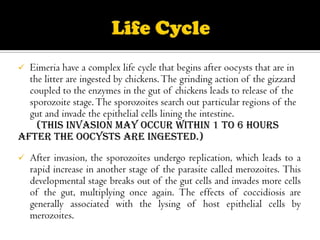 Eimeria have a complex life cycle that begins after oocysts that are in
the litter are ingested by chickens. The grinding action of the gizzard
coupled to the enzymes in the gut of chickens leads to release of the
sporozoite stage. The sporozoites search out particular regions of the
gut and invade the epithelial cells lining the intestine.
(This invasion may occur within 1 to 6 hours
after the oocysts are ingested.)




After invasion, the sporozoites undergo replication, which leads to a
rapid increase in another stage of the parasite called merozoites. This
developmental stage breaks out of the gut cells and invades more cells
of the gut, multiplying once again. The effects of coccidiosis are
generally associated with the lysing of host epithelial cells by
merozoites.

 