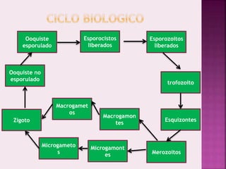 Ooquiste
esporulado
Esporocistos
liberados
Esporozoitos
liberados
trofozoito
Esquizontes
Microgameto
s
Macrogamet
os
Merozoitos
Macrogamon
tes
Microgamont
es
Zigoto
Ooquiste no
esporulado
 