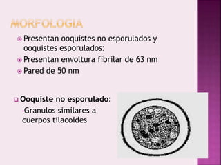  Presentan ooquistes no esporulados y
ooquistes esporulados:
 Presentan envoltura fibrilar de 63 nm
 Pared de 50 nm
 Ooquiste no esporulado:
•Granulos similares a
cuerpos tilacoides
 