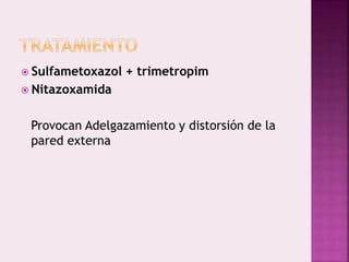  Sulfametoxazol + trimetropim
 Nitazoxamida
Provocan Adelgazamiento y distorsión de la
pared externa
 