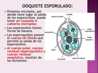  Presenta micrópilo, por
donde tiene lugar la salida
de los esporocistos, puede
tener un casquete o
cubierta micropilar.
 Los esporozoítos tienen
forma de banana.
 Los esporoquistes poseen
el cuerpo de Stieda que
permite la salida de los
esporozoítos.
 el cuerpo polar, cuerpo
residual esporoquístico y
cuerpo residual
ooquístico, resultan de
las divisiones:
OOQUISTE ESPORULADO:
 