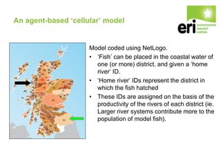 An agent-based ‘cellular’ model
Model coded using NetLogo.
• ‘Fish’ can be placed in the coastal water of
one (or more) district, and given a ‘home
river’ ID.
• ‘Home river’ IDs represent the district in
which the fish hatched
• These IDs are assigned on the basis of the
productivity of the rivers of each district (ie.
Larger river systems contribute more to the
population of model fish).
 