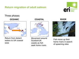Return migration of adult salmon
Three phases
Return from distant
waters to UK coastal
seas
OCEANIC COASTAL RIVER
Movement around
Scottish/UK
coasts as fish
seek home rivers
Fish move up their
home rivers in search
of spawning sites
 