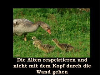 Die Alten respektieren und nicht mit dem Kopf durch die Wand gehen 