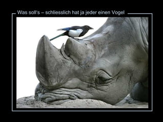 Was soll‘s – schliesslich hat ja jeder einen Vogel 