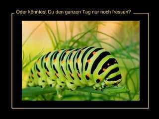 Oder könntest Du den ganzen Tag nur noch fressen? 