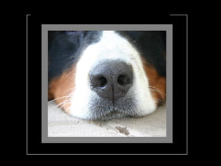 Hast Du von allem die Nase gestrichen voll? 