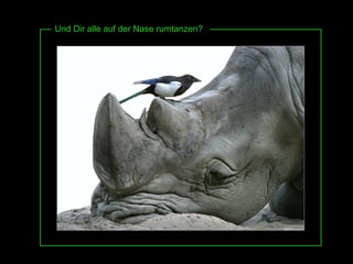 Und Dir alle auf der Nase rumtanzen? 