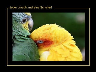 Jeder braucht mal eine Schulter! 