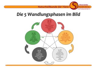 Die 5 Wandlungsphasen im Bild
He / Dü
KS / 3E
Sommer
Hitze
Blüte des Lebens
Freude/Manie
Zunge (Gesicht)
Gefäße
bitter
Le / Gb
Frühling
Wind
Jugend
Zorn/Wut
Augen (Nägel)
Sehnen/Muskeln
sauer

Feuer
Holz

Wasser
Ni / Bl
Winter
Kälte
Greisenalter
Angst/Furcht
Ohren (Kopfhaar)
Knochen
salzig

Erde

Mi / Ma
Spätsommer
Feuchtigkeit
Familiengründung
Grübeln/Schwermut
Mund (Lippen)
Körpermasse / BGW
süß

Metall
Lu / Di
Herbst
Trockenheit
Gesetztes Alter
Trauer/Kummer
Nase
(Körperhaare)
Haut
scharf

 