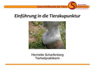 Einführung in die Tierakupunktur

Foto: Christine Braun / FNT e. V.

Henriette Scharfenberg
Tierheilpraktikerin

 