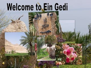 Welcome to Ein Gedi 
