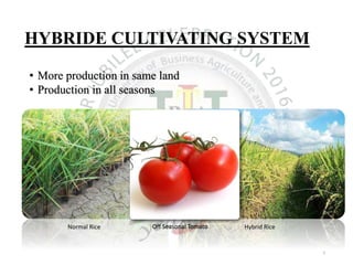 HYBRIDE CULTIVATING SYSTEM
• More production in same land
• Production in all seasons
Normal Rice Hybrid RiceOff Seasonal Tomato
5
 