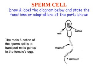 SPERM CELL Draw & label the diagram below and state the functions or adaptations of the parts shown The main function of the sperm cell is to transport male genes to the female’s egg. 