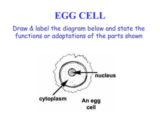 EGG CELL Draw & label the diagram below and state the functions or adaptations of the parts shown 