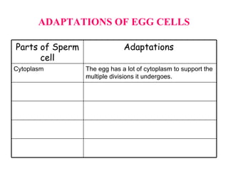 ADAPTATIONS OF EGG CELLS Parts of Sperm cell Adaptations  Cytoplasm The egg has a lot of cytoplasm to support the multiple divisions it undergoes.  