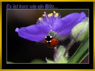 Es ist kurz wie ein Blitz... 